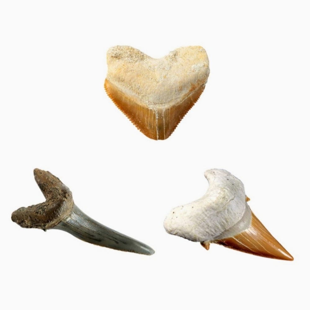 Shark Tooth Dig Kit - Picture 3 of 5